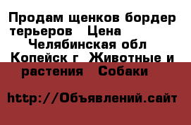 Продам щенков бордер-терьеров › Цена ­ 12 000 - Челябинская обл., Копейск г. Животные и растения » Собаки   